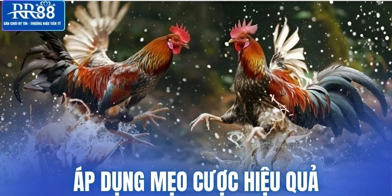 Áp dụng bí thuật cá cược chọi kê hợp lý