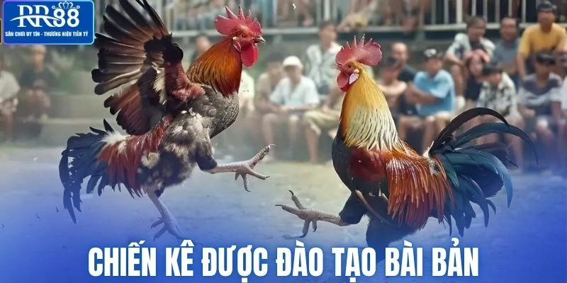 Chiến kê được đào tạo bài bản trước khi ra trận