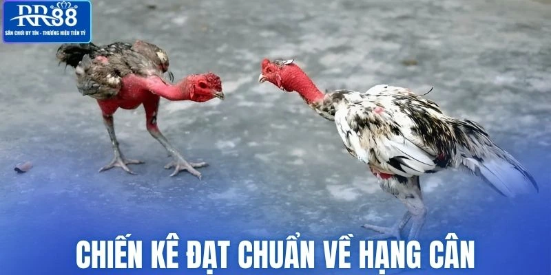 Chiến kê phải đạt chuẩn về hạng cân