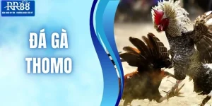 Đá Gà Thomo RR88 - Khẳng Định Đẳng Cấp Chiến Kê Hùng Dũng