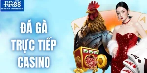 Đá Gà Trực Tiếp Casino - Mãn Nhãn Với Màn Chọi Kê Tại RR88