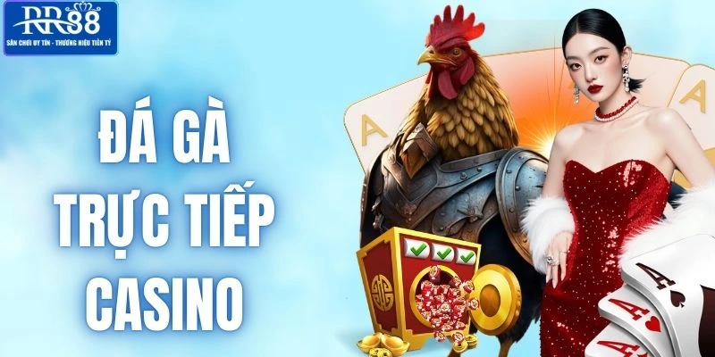 Đá Gà Trực Tiếp Casino - Mãn Nhãn Với Màn Chọi Kê Tại RR88