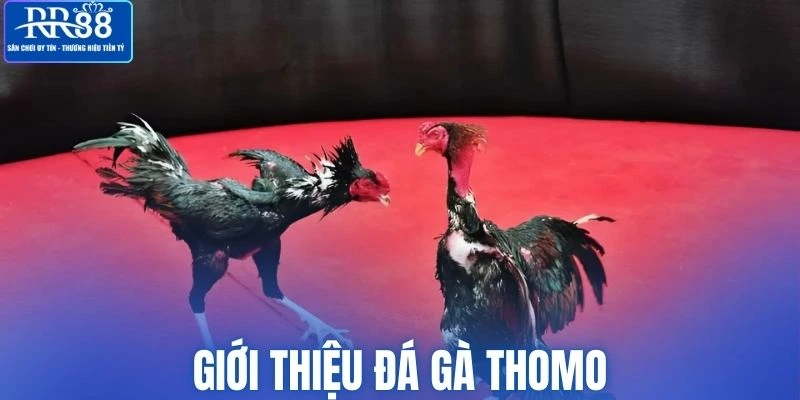 Giới thiệu sơ nét về loại hình đá gà Thomo