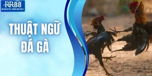 Thuật Ngữ Đá Gà - Nền Tảng Quan Trọng Để Theo Dõi Hiệu Quả