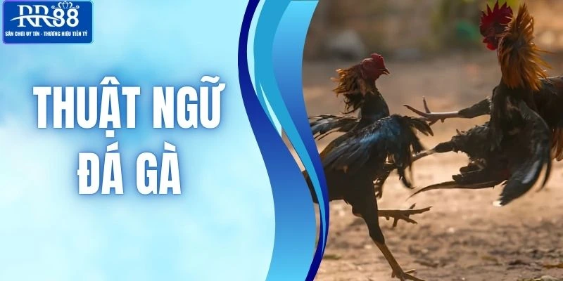 Thuật Ngữ Đá Gà - Nền Tảng Quan Trọng Để Theo Dõi Hiệu Quả