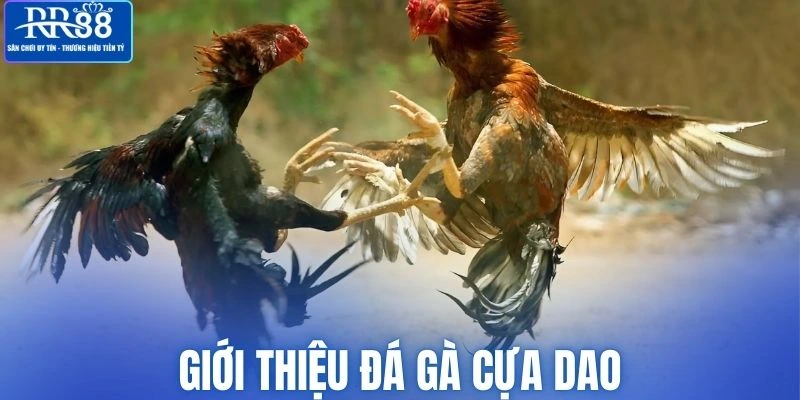 Tìm hiểu thông tin cơ bản về đá gà cựa dao
