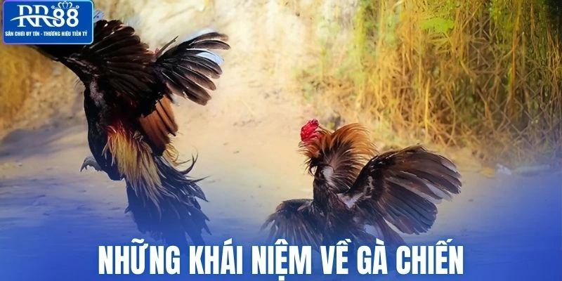 Tìm hiểu thuật ngữ phổ biến về gà chiến